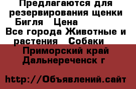 Предлагаются для резервирования щенки Бигля › Цена ­ 40 000 - Все города Животные и растения » Собаки   . Приморский край,Дальнереченск г.